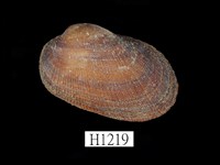 藏品(紅鬍魁蛤)的圖片